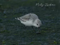 [Calidris]